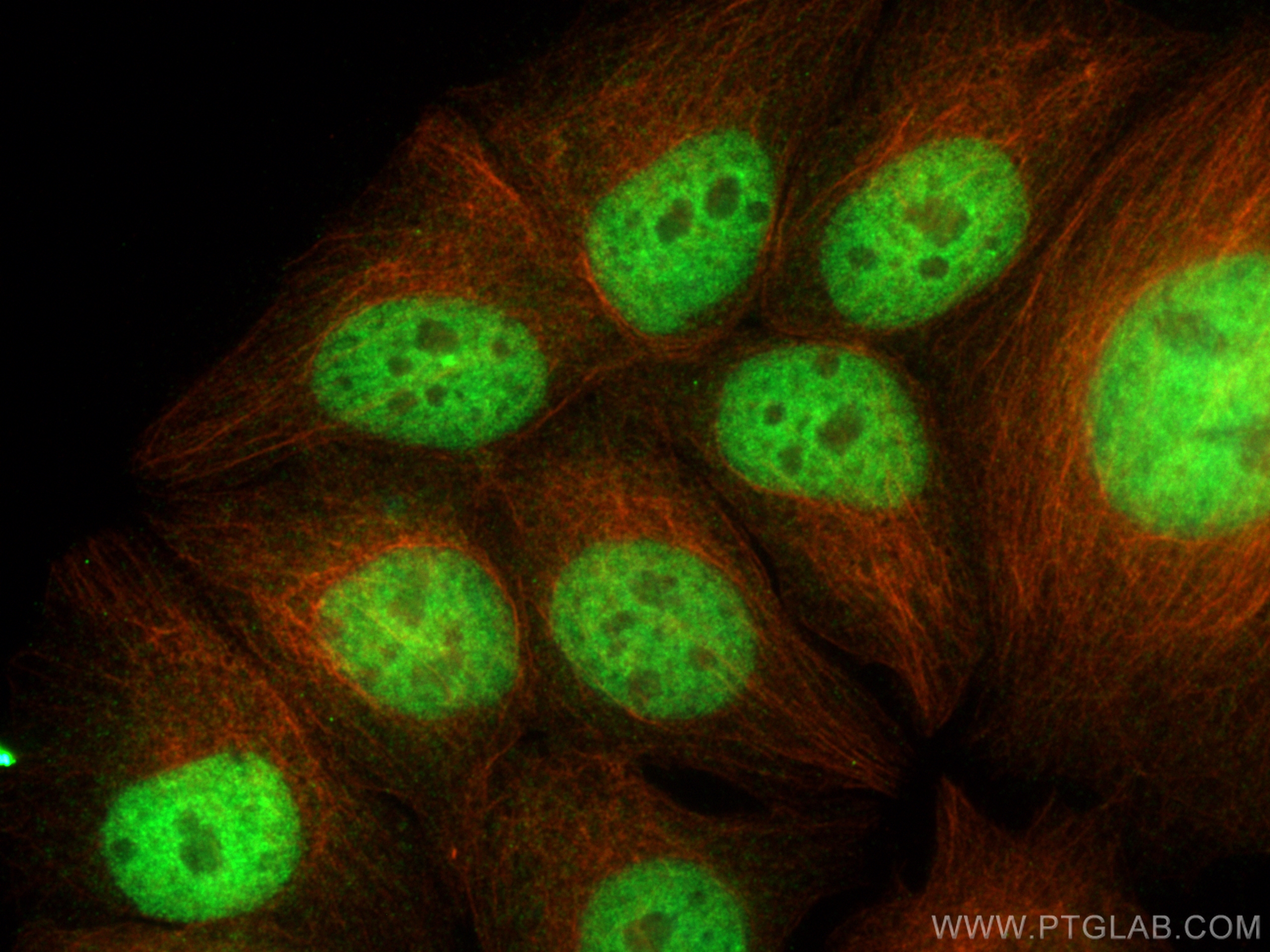 Immunofluorescence (IF) / fluorescent staining of MCF-7 cells using GATA3 Polyclonal antibody (22343-1-AP)