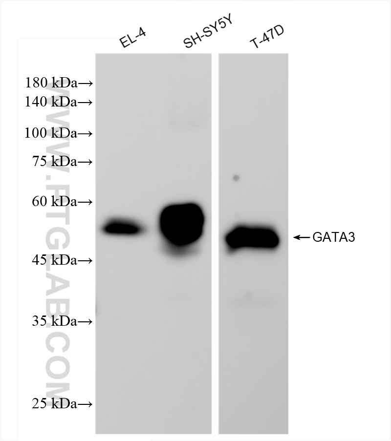 Western Blot (WB) analysis of various lysates using GATA3 Recombinant antibody (83808-1-RR)