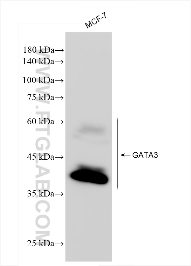 Western Blot (WB) analysis of MCF-7 cells using GATA3 Recombinant antibody (83808-1-RR)