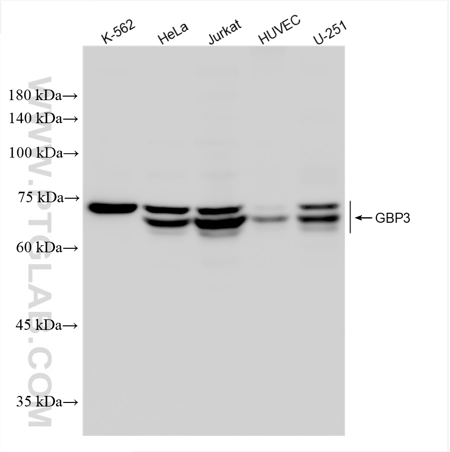 Western Blot (WB) analysis of various lysates using GBP3 Recombinant antibody (83534-1-RR)