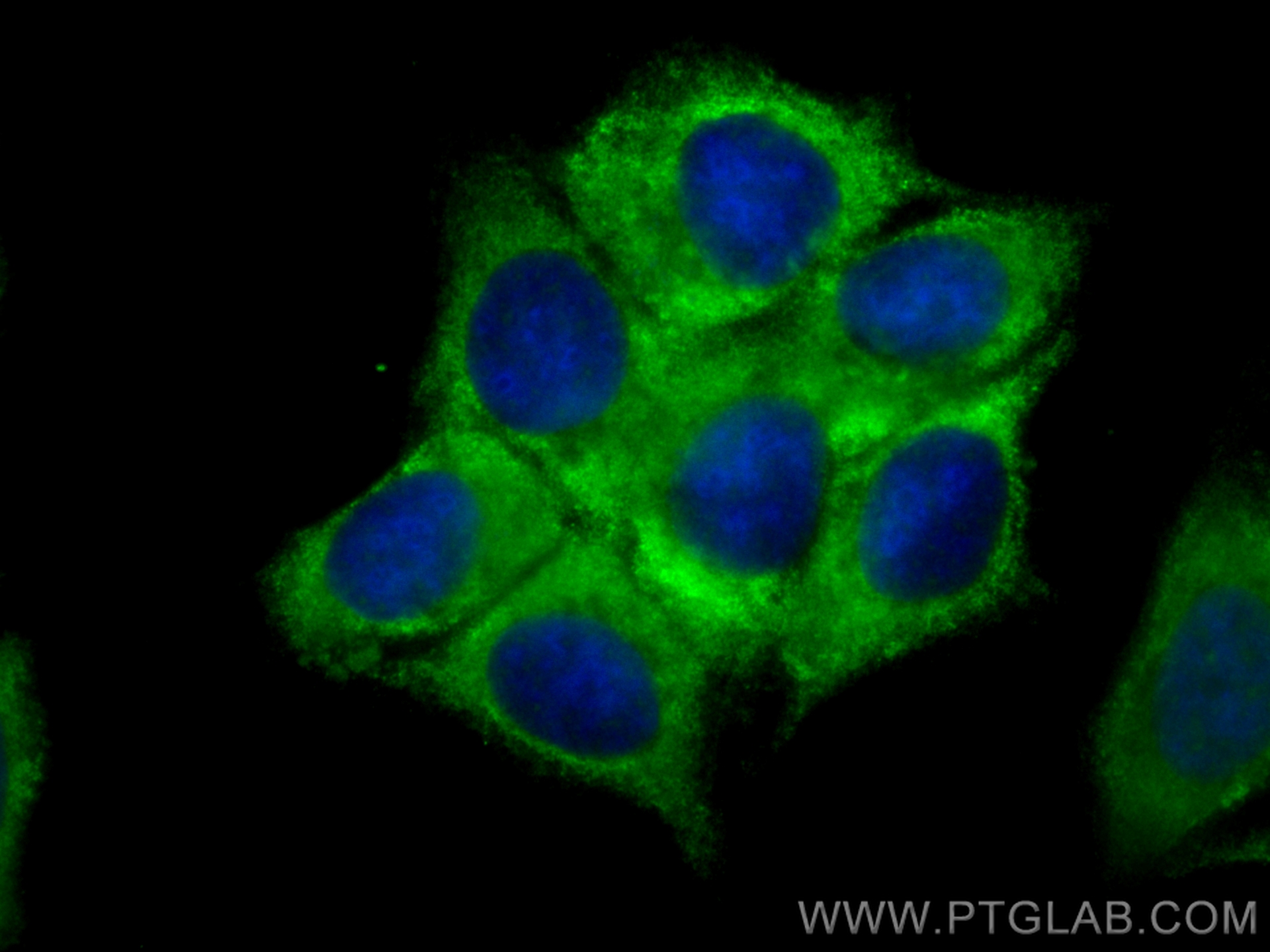 Immunofluorescence (IF) / fluorescent staining of MCF-7 cells using CoraLite® Plus 488-conjugated GBP5 Polyclonal anti (CL488-13220)