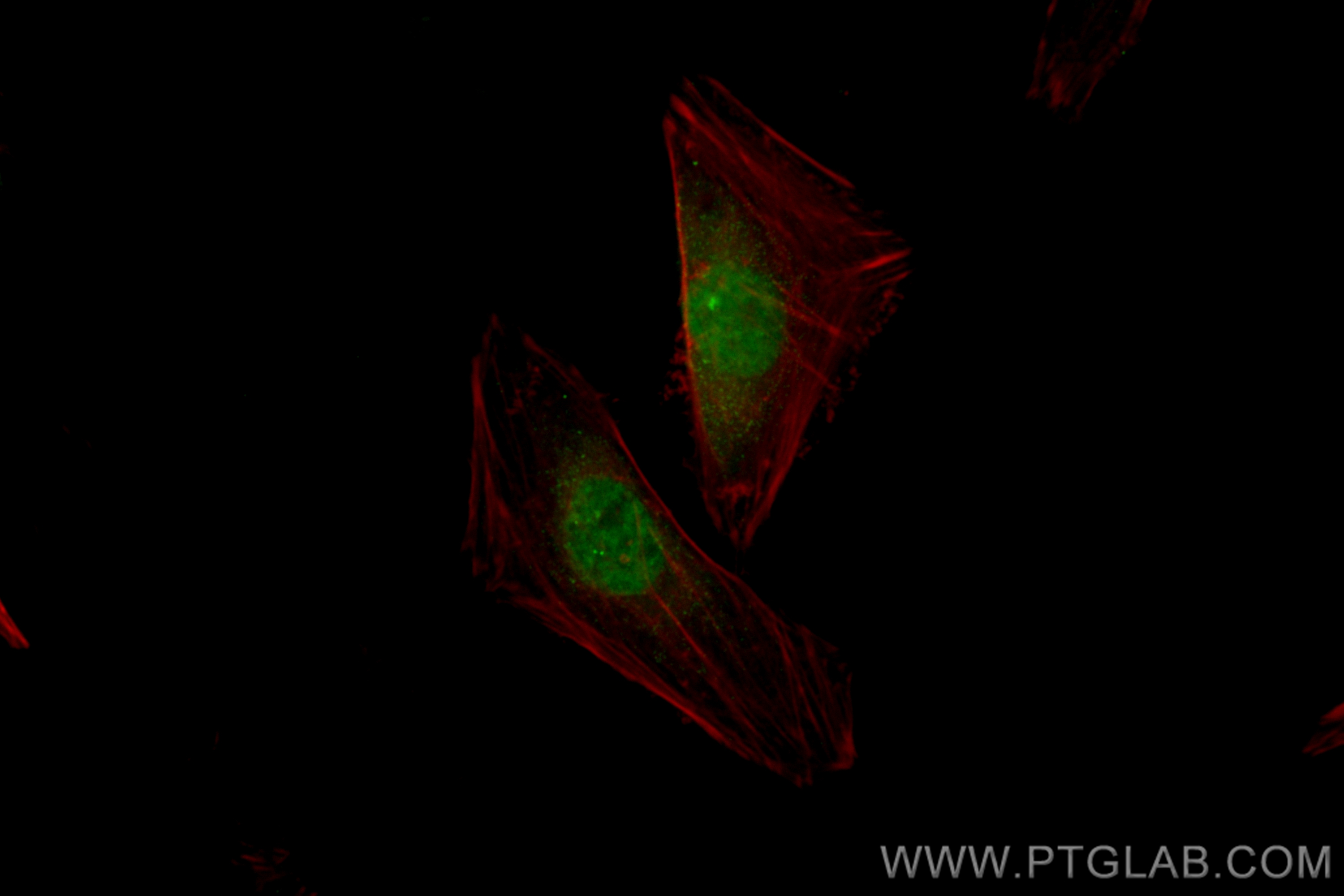 Immunofluorescence (IF) / fluorescent staining of HeLa cells using CoraLite® Plus 488-conjugated GBX2 Polyclonal anti (CL488-21639)