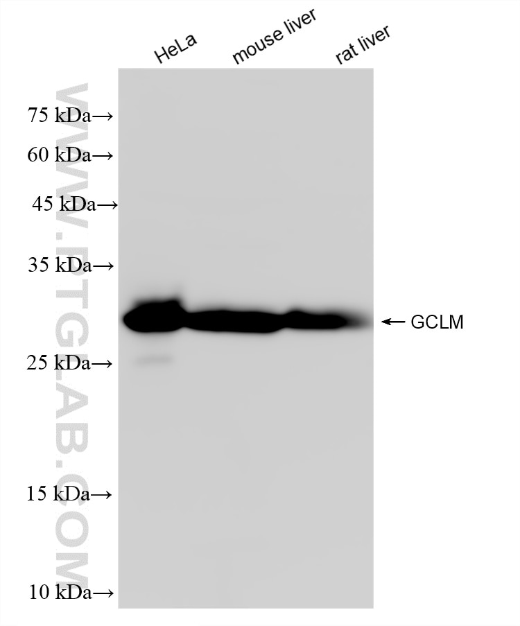 Western Blot (WB) analysis of various lysates using GCLM Recombinant monoclonal antibody (82623-1-RR)