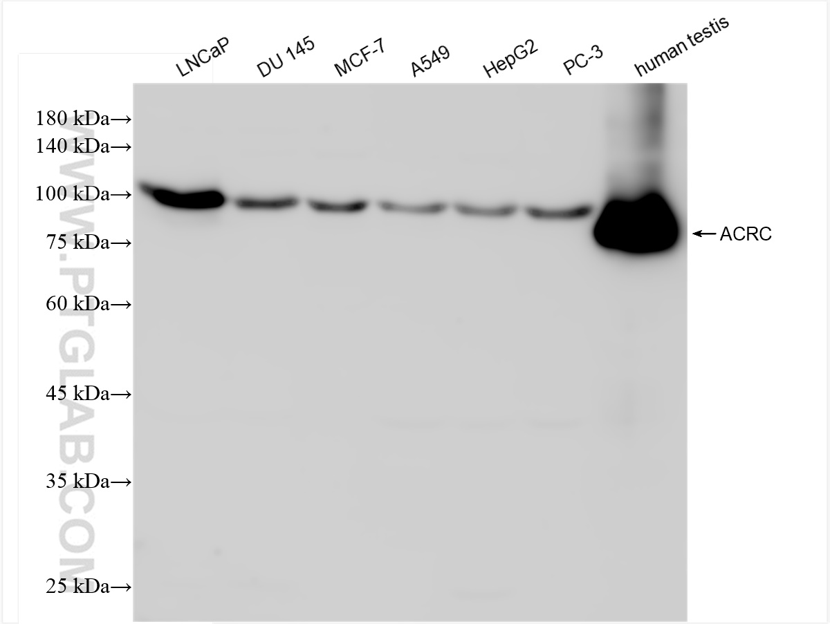 Western Blot (WB) analysis of various lysates using GCNA Recombinant antibody (84124-4-RR)