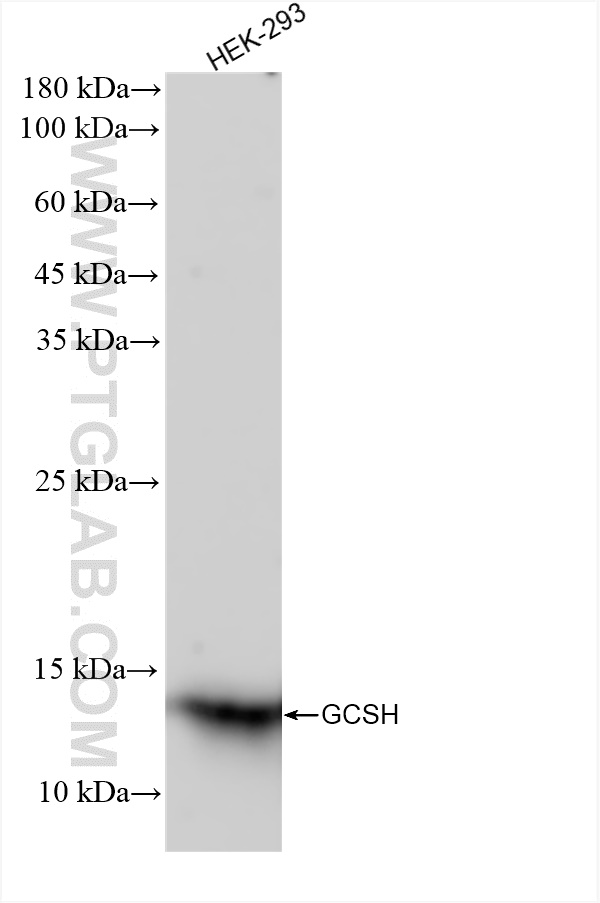Western Blot (WB) analysis of HEK-293 cells using GCSH Recombinant antibody (83012-5-RR)