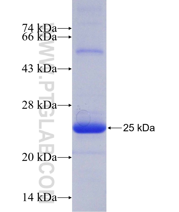 GCSH fusion protein Ag25187 SDS-PAGE