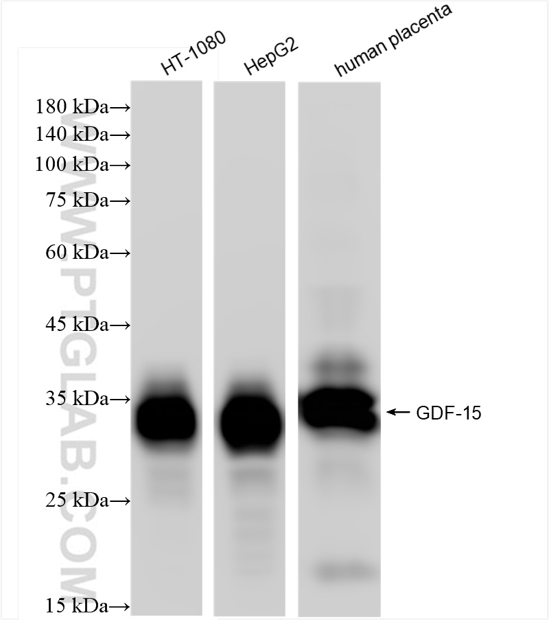 Western Blot (WB) analysis of various lysates using GDF-15 Recombinant antibody (85100-1-RR)