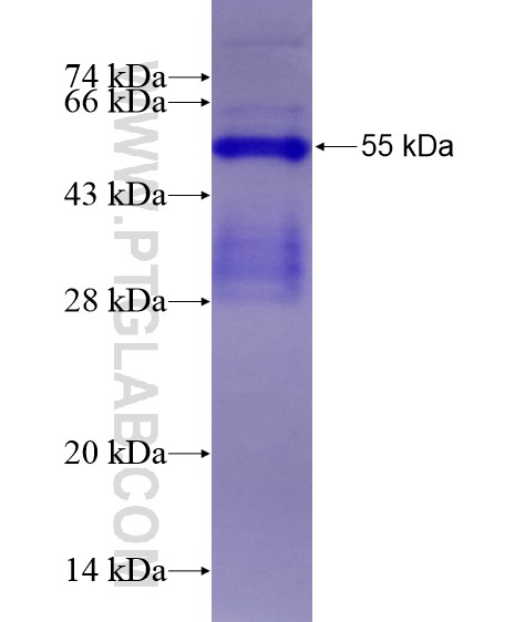 GDF1 fusion protein Ag28831 SDS-PAGE