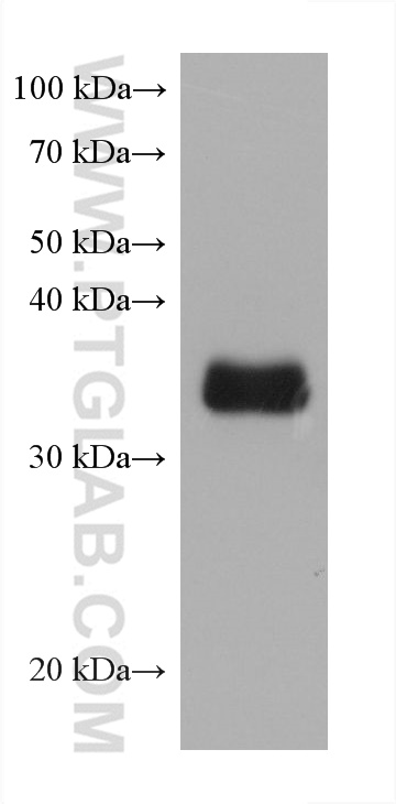 Western Blot (WB) analysis of Caki-1 cells using GDF15 Monoclonal antibody (68768-1-Ig)