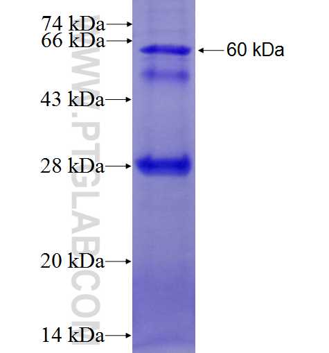 GDF15 fusion protein Ag24090 SDS-PAGE