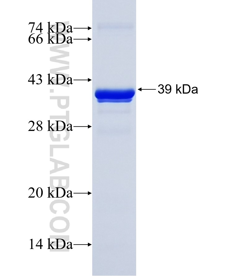 GDF15 fusion protein Ag26790 SDS-PAGE