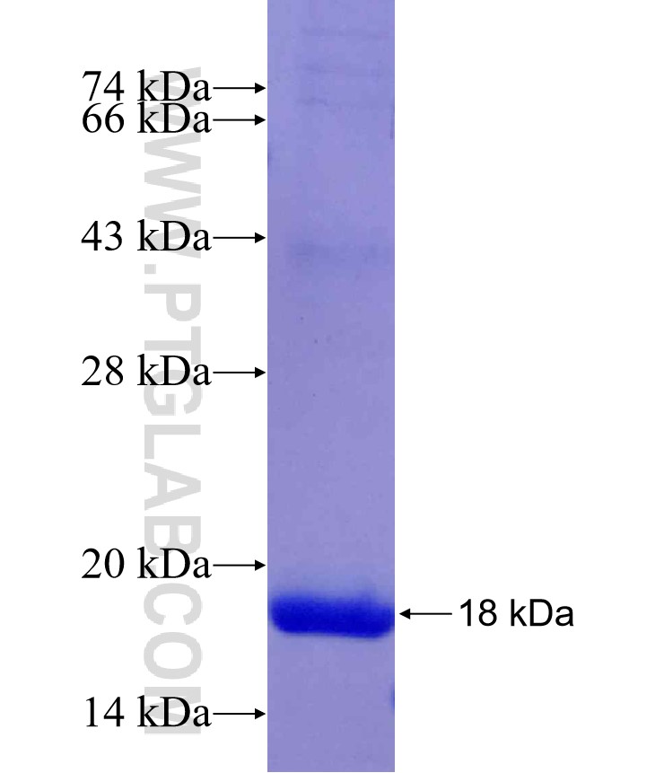 GDF3 fusion protein Ag29824 SDS-PAGE