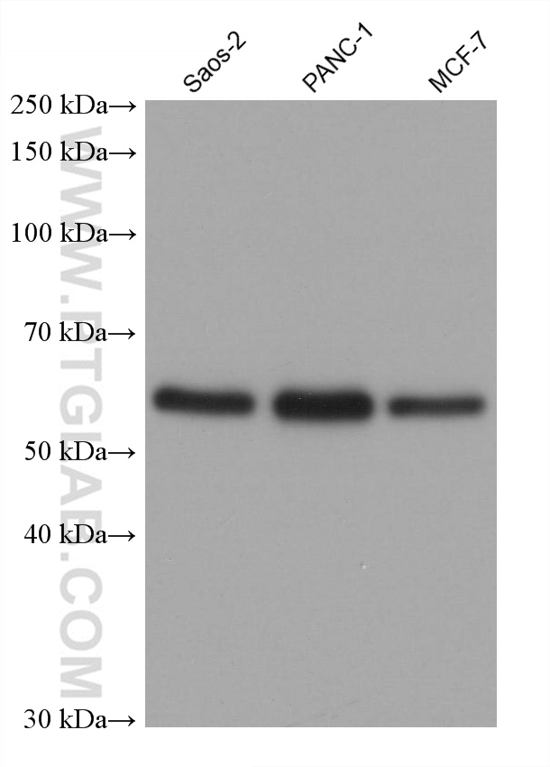 Western Blot (WB) analysis of various lysates using GDI1 Monoclonal antibody (66434-1-Ig)