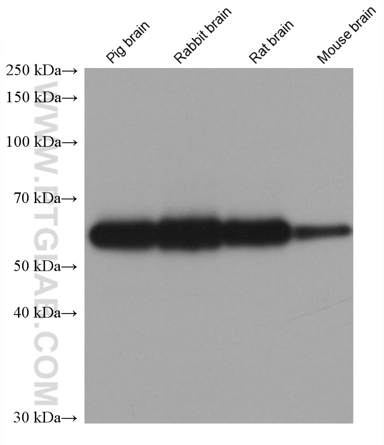 Western Blot (WB) analysis of various lysates using GDI1 Monoclonal antibody (66434-1-Ig)