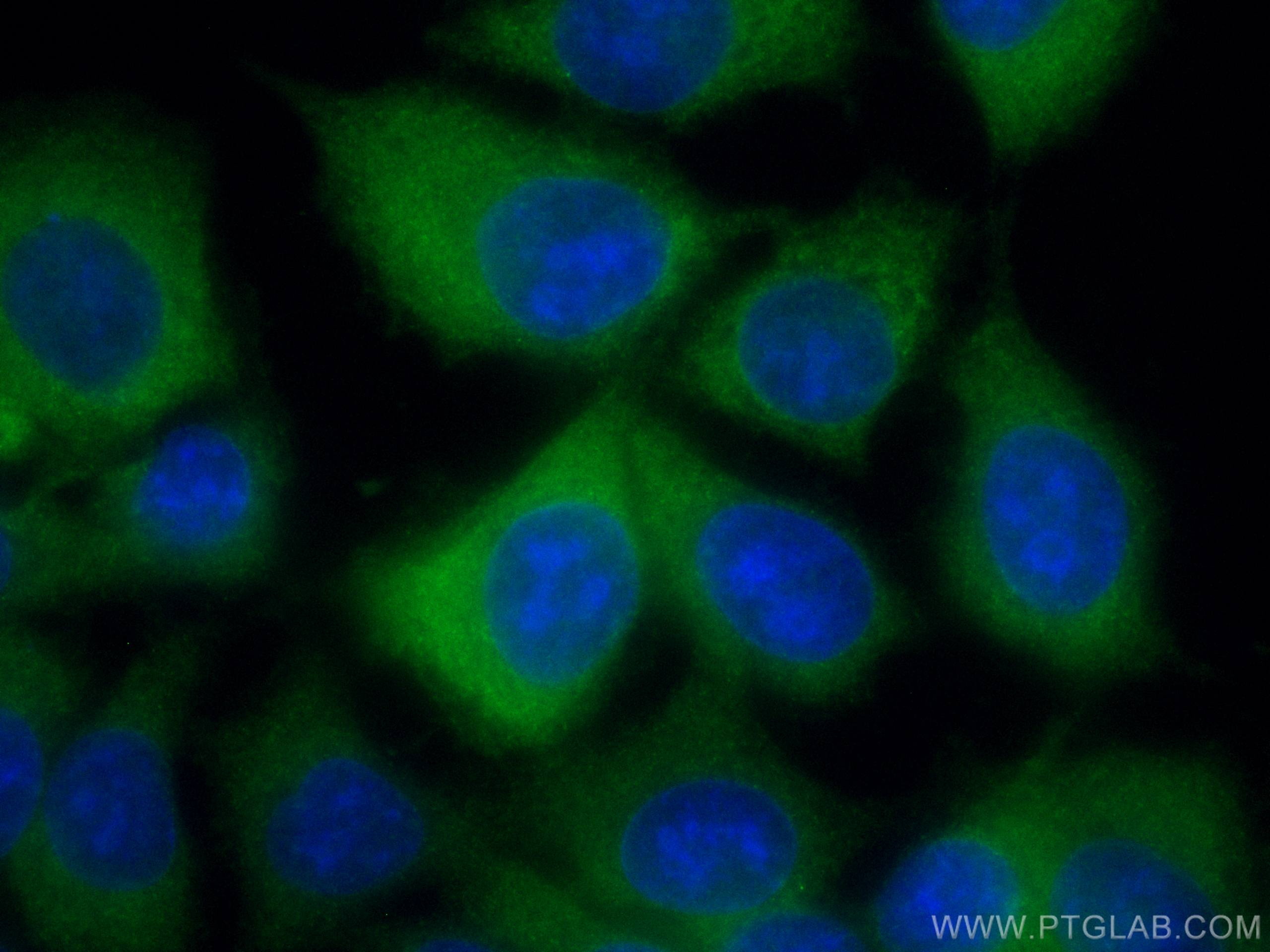 Immunofluorescence (IF) / fluorescent staining of MCF-7 cells using CoraLite® Plus 488-conjugated GDI1 Monoclonal anti (CL488-66434)