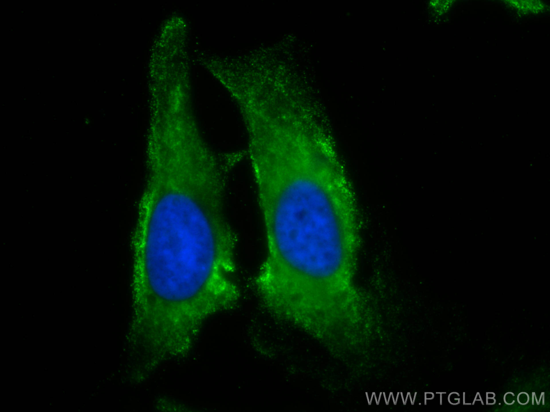 Immunofluorescence (IF) / fluorescent staining of HeLa cells using CoraLite® Plus 488-conjugated GDI2 Monoclonal anti (CL488-60078)