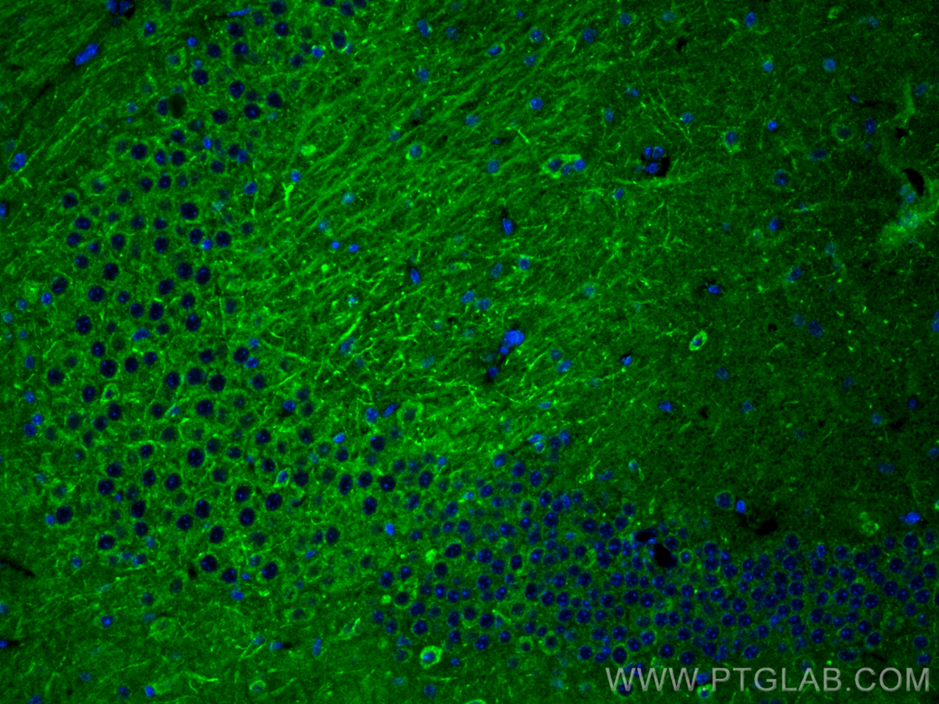 Immunofluorescence (IF) / fluorescent staining of mouse brain tissue using GDNF Recombinant antibody (83087-1-RR)