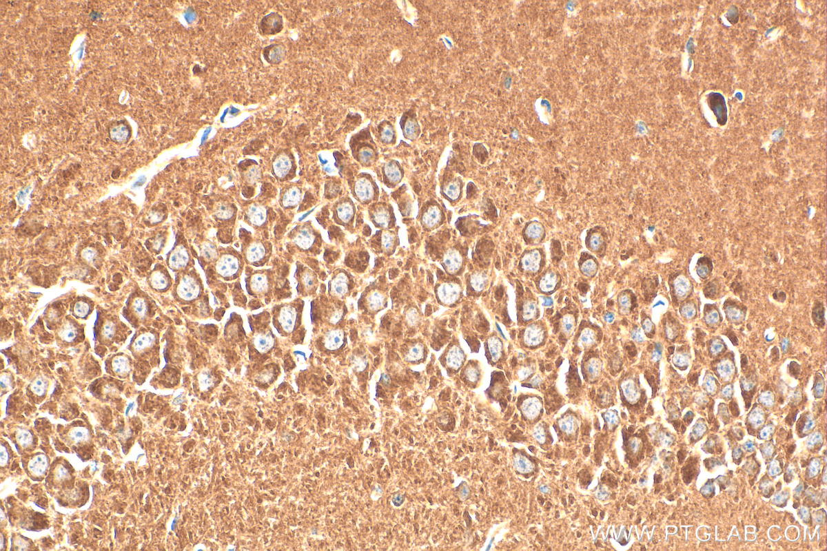 Immunohistochemistry (IHC) staining of mouse brain tissue using GDNF Recombinant antibody (83087-1-RR)
