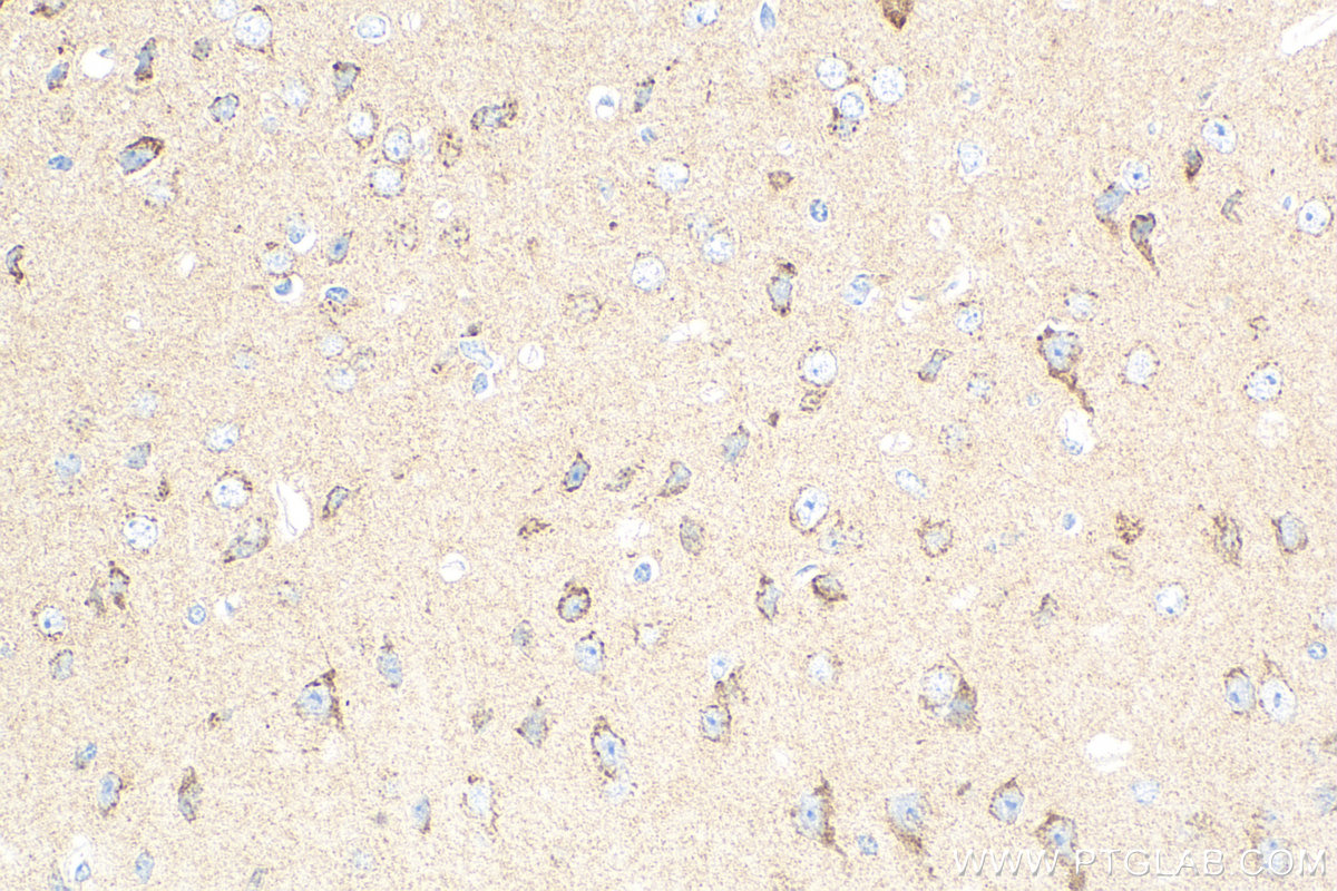 Immunohistochemistry (IHC) staining of mouse brain tissue using GDNF Recombinant antibody (83087-1-RR)