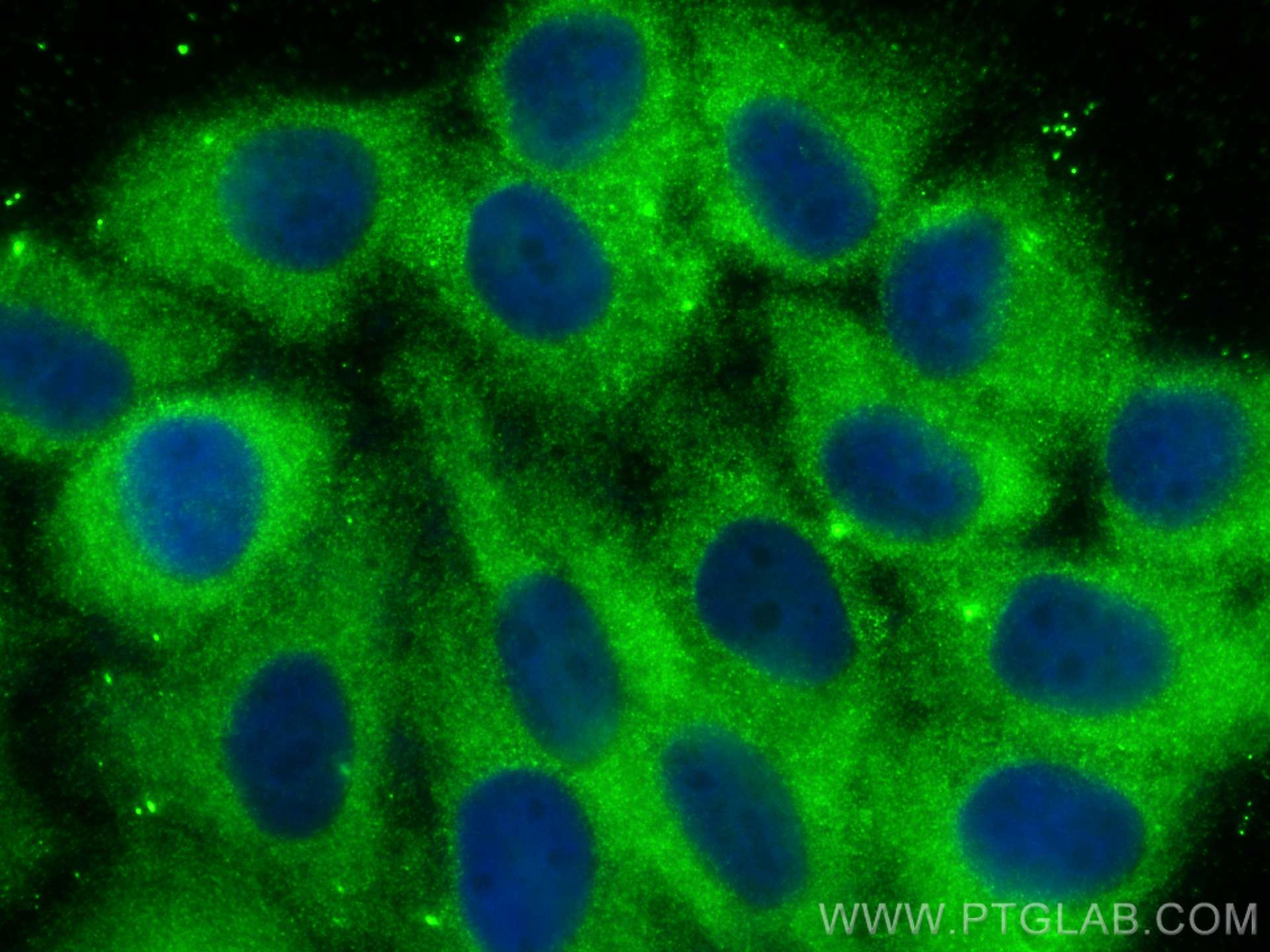 Immunofluorescence (IF) / fluorescent staining of HepG2 cells using GEFT Monoclonal antibody (66012-1-Ig)