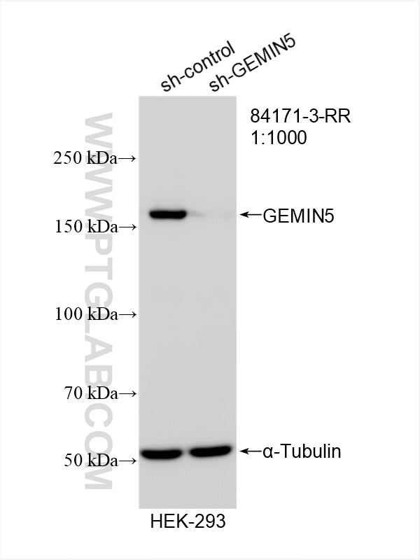 Western Blot (WB) analysis of HEK-293 cells using GEMIN5 Recombinant antibody (84171-3-RR)