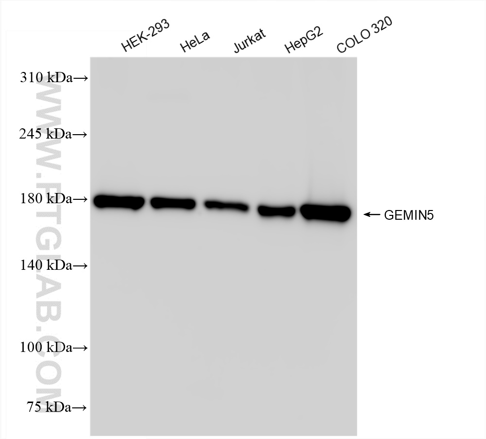 Western Blot (WB) analysis of various lysates using GEMIN5 Recombinant antibody (84171-5-RR)