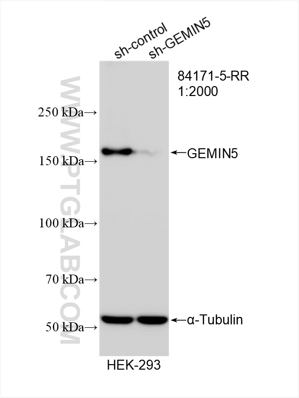 Western Blot (WB) analysis of HEK-293 cells using GEMIN5 Recombinant antibody (84171-5-RR)