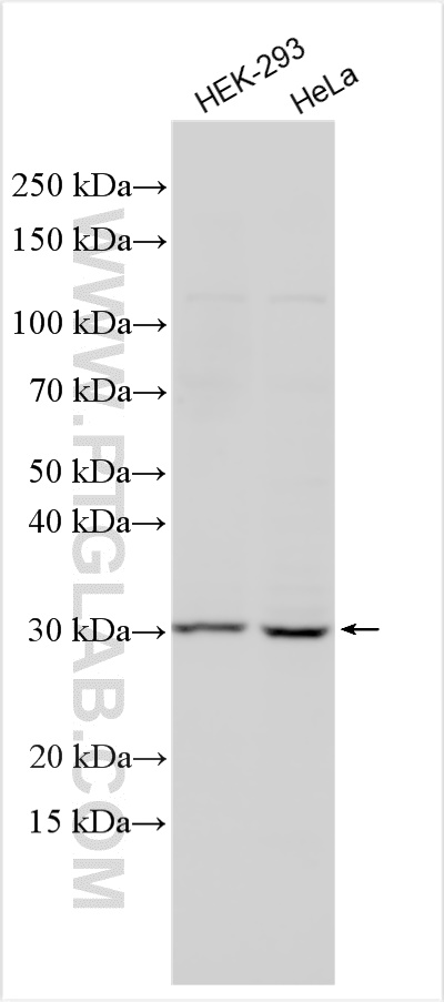 Western Blot (WB) analysis of various lysates using GEMIN8 Polyclonal antibody (15251-1-AP)