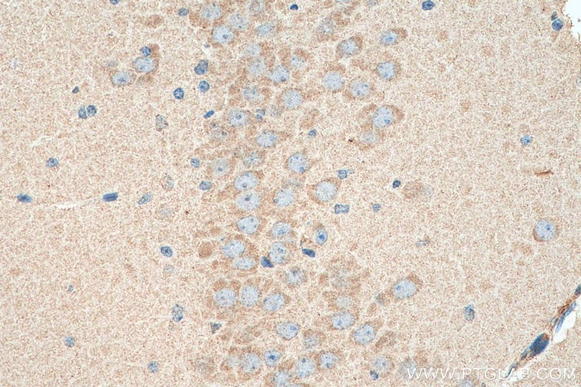 Immunohistochemistry (IHC) staining of mouse brain tissue using GEMIN8 Monoclonal antibody (67871-1-Ig)