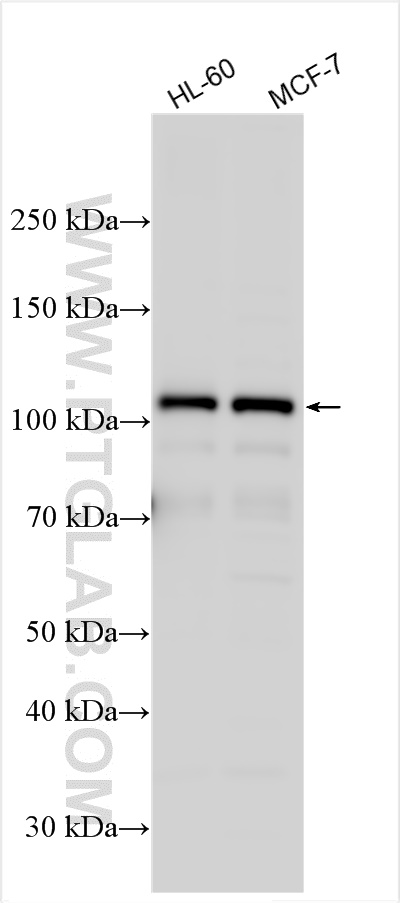 Western Blot (WB) analysis of various lysates using GEN1 Polyclonal antibody (29617-1-AP)