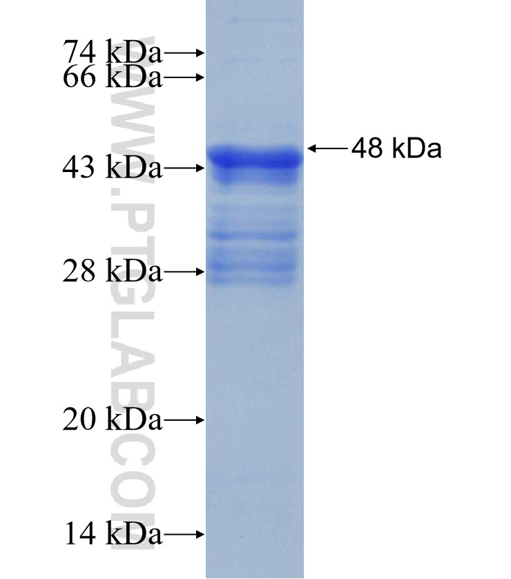 GEN1 fusion protein Ag31227 SDS-PAGE