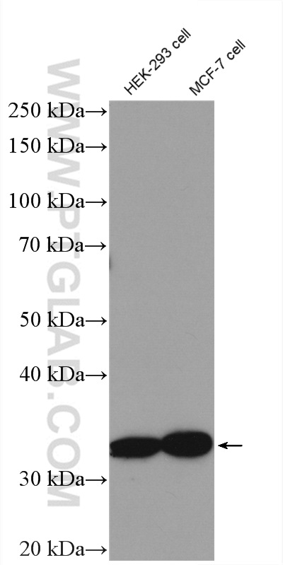 Western Blot (WB) analysis of HEK-293 cells using GET4 Polyclonal antibody (27768-1-AP)