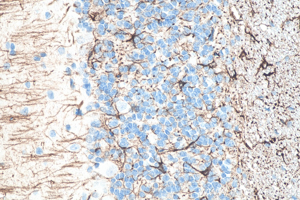 Immunohistochemistry (IHC) staining of rat cerebellum tissue using GFAP Monoclonal antibody (60190-1-Ig)