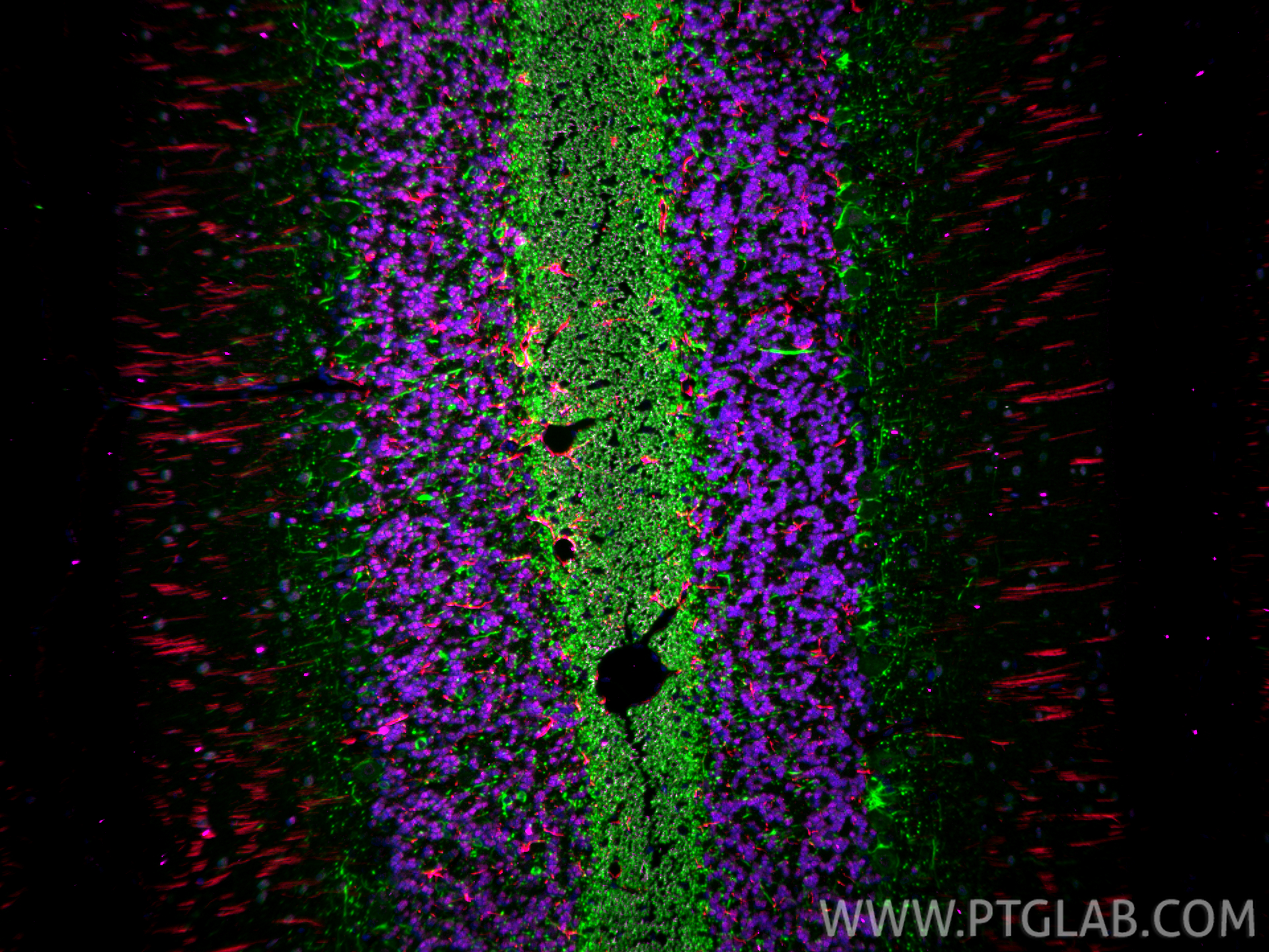 Immunofluorescence (IF) / fluorescent staining of rat cerebellum tissue using CoraLite®594-conjugated GFAP Monoclonal antibody (CL594-60190)