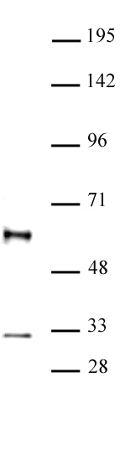 GFI1 antibody (pAb) tested by Western blot. Nuclear extract of THP-1 cells (20 ug) probed with GFI1 antibody (pAb) at a dilution of 1:500.
