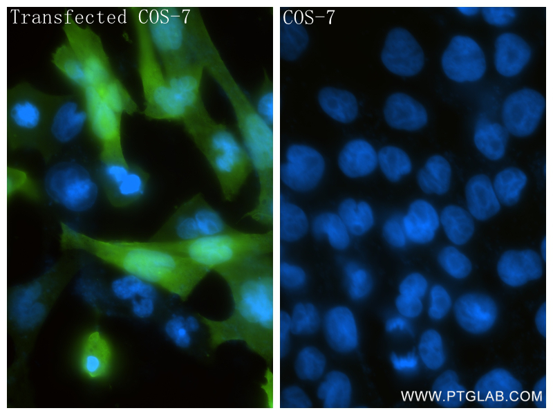 Immunofluorescence (IF) / fluorescent staining of Transfected COS-7 using GFP tag Recombinant antibody (81835-2-RR)