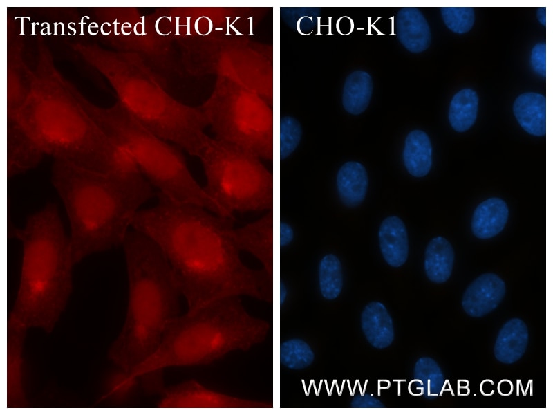 Immunofluorescence (IF) / fluorescent staining of Transfected CHO-K1 using GFP tag Recombinant monoclonal antibody (81835-2-RR)