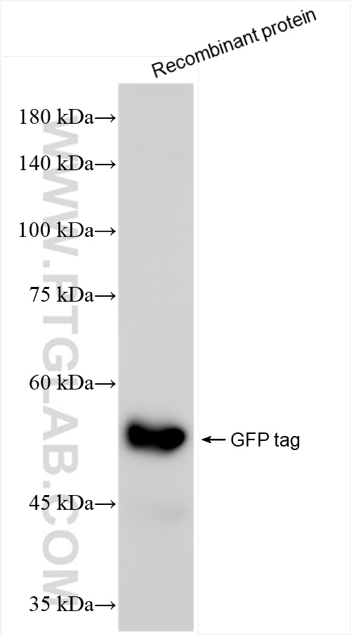 Western Blot (WB) analysis of Recombinant protein using GFP tag Recombinant antibody (81835-2-RR)