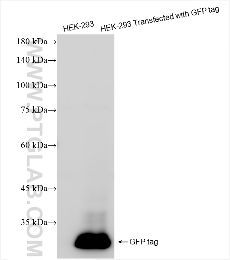 Western Blot (WB) analysis of Transfected HEK-293 cells using GFP tag Recombinant antibody (81835-2-RR)