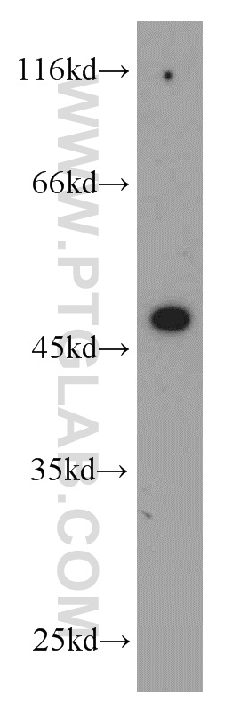 Western Blot (WB) analysis of HEK-293 cells using GHRHR Polyclonal antibody (20715-1-AP)