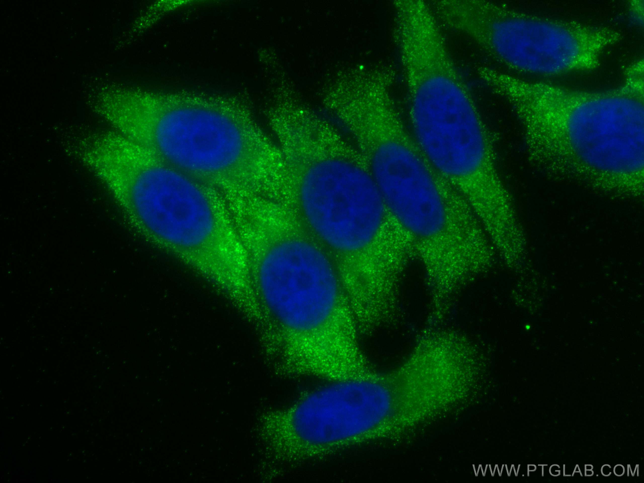 Immunofluorescence (IF) / fluorescent staining of HepG2 cells using GIMAP7 Monoclonal antibody (68451-1-Ig)