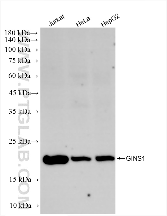 Western Blot (WB) analysis of various lysates using GINS1 Recombinant antibody (83293-1-RR)