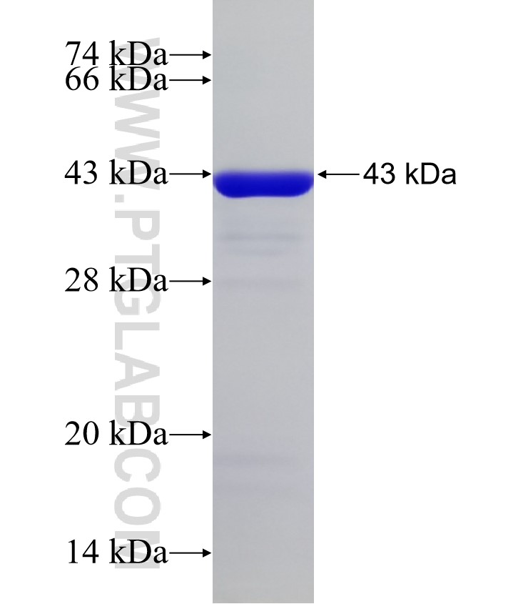 GIPC2 fusion protein Ag33213 SDS-PAGE