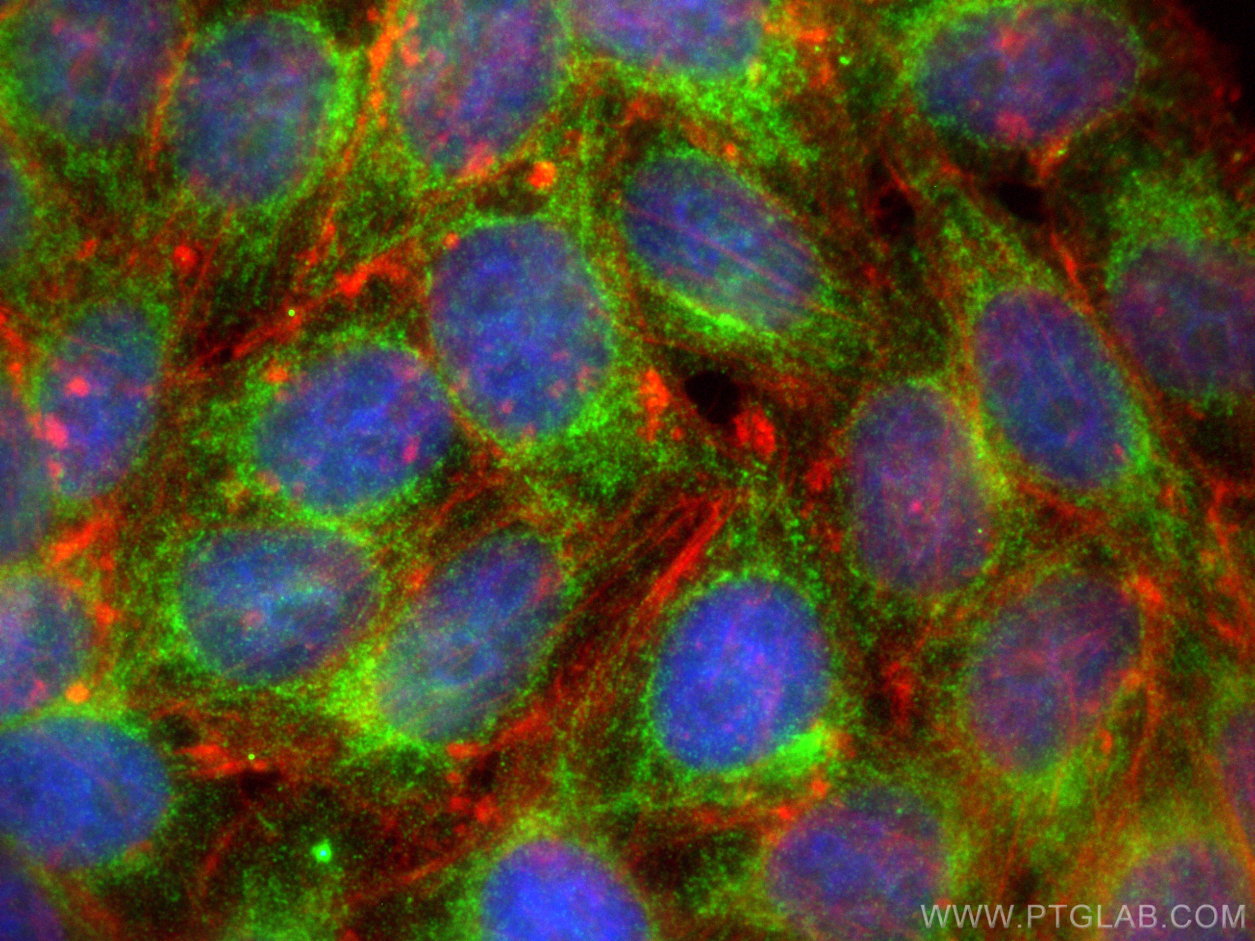 Immunofluorescence (IF) / fluorescent staining of HepG2 cells using Glycerokinase Polyclonal antibody (13360-1-AP)