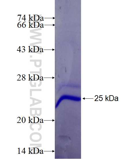 GLG1 fusion protein Ag26674 SDS-PAGE