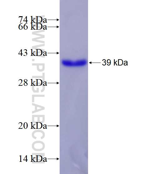 GLI2 fusion protein Ag28420 SDS-PAGE