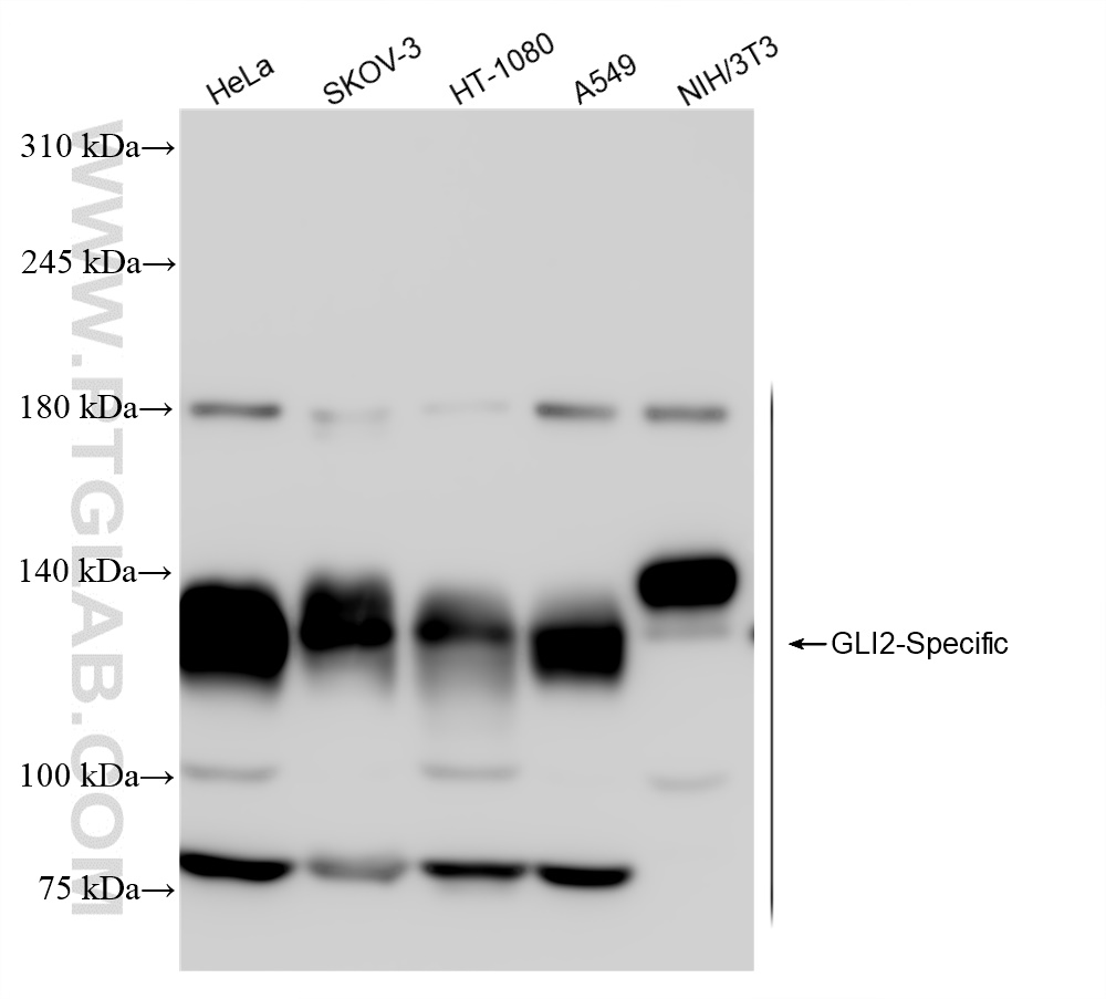 Western Blot (WB) analysis of various lysates using GLI2-Specific Recombinant antibody (84141-1-RR)