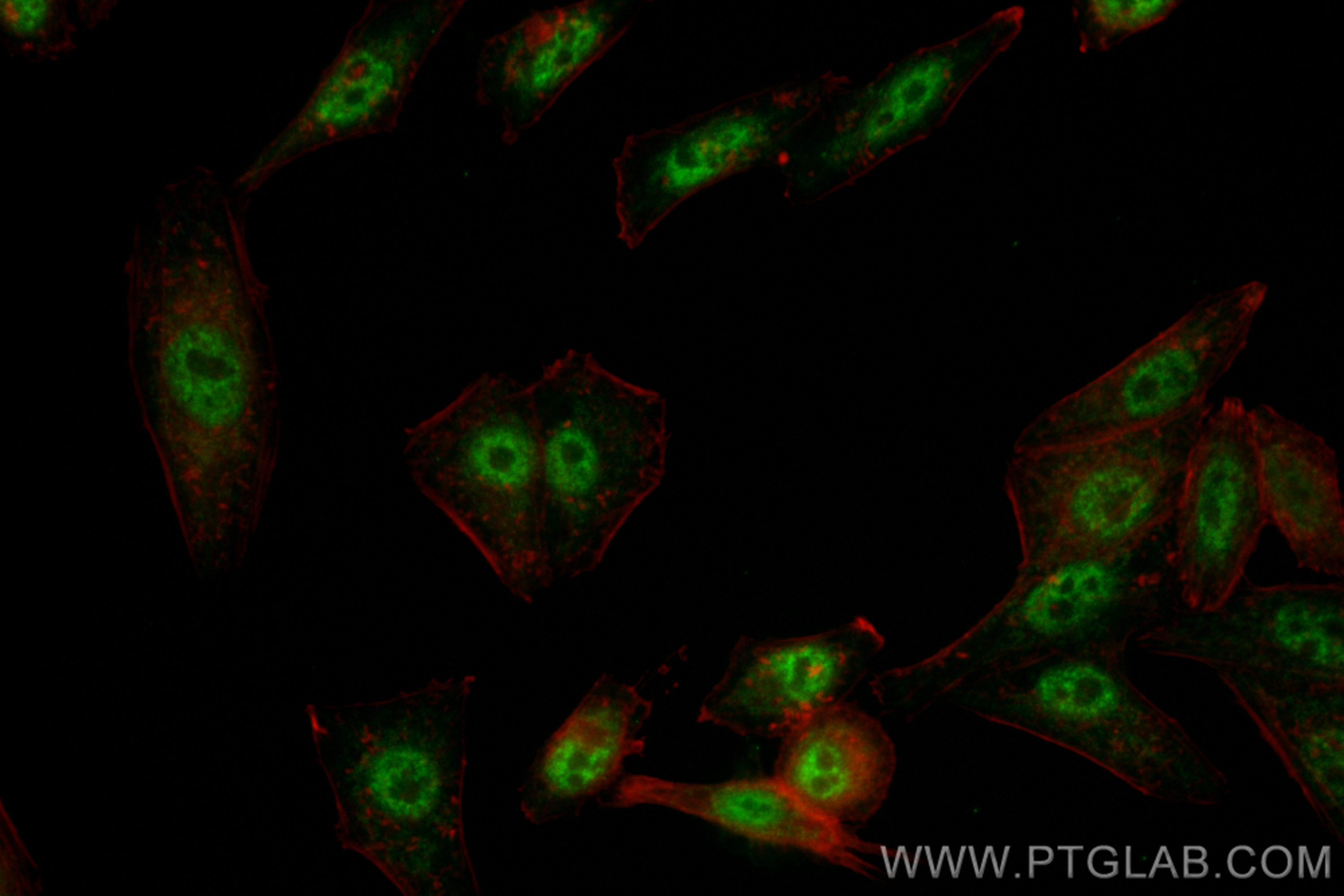 Immunofluorescence (IF) / fluorescent staining of HepG2 cells using CoraLite® Plus 488-conjugated GLI2-Specific Recomb (CL488-84141)