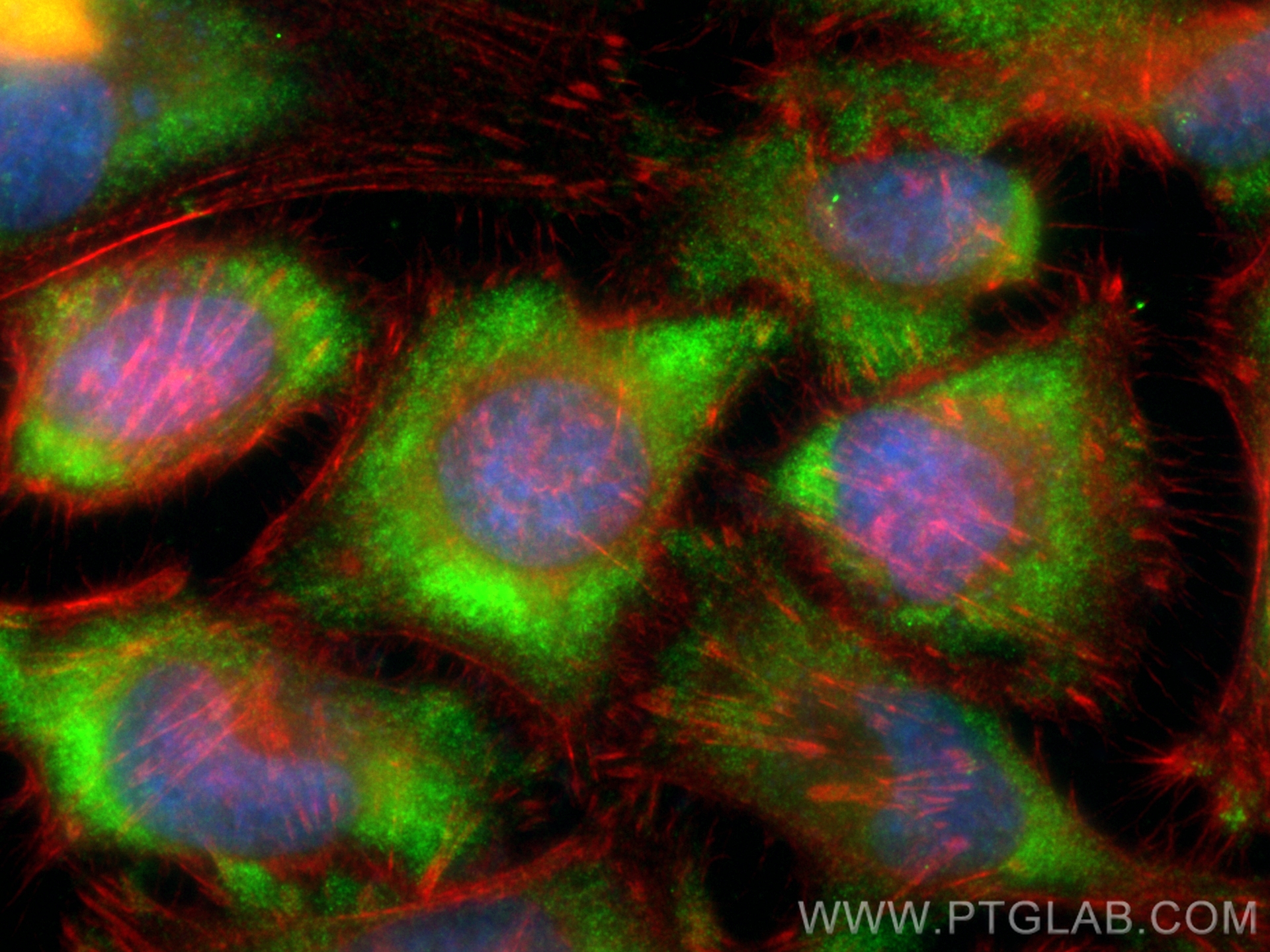 Immunofluorescence (IF) / fluorescent staining of HeLa cells using CoraLite® Plus 488-conjugated GLO1 Monoclonal anti (CL488-68242)