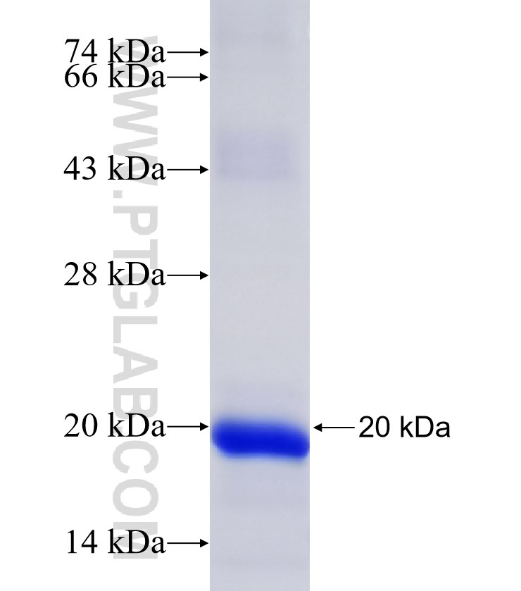 GLRX2 fusion protein Ag34018 SDS-PAGE